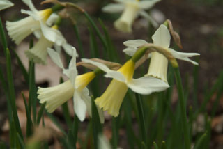 Narcissus 'Elka' bestellen